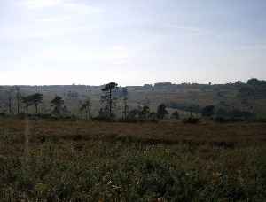 Ashdown Forest: Heathland area in the county of East Sussex