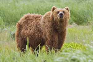 Bear: Family of mammals