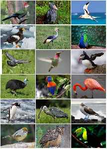Bird: Warm-blooded, egg-laying vertebrates with wings, feathers and beaks