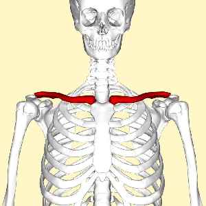 Clavicle