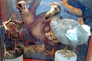 Dodo