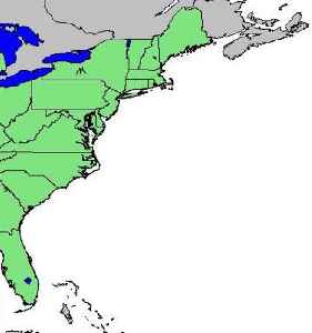 East Coast of the United States