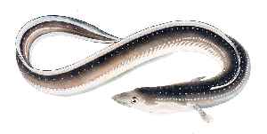 Eel: Order of fishes