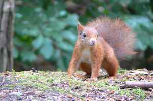 Formby