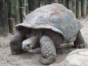 Giant tortoise:
