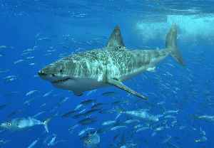 Great white shark: Species of large lamniform shark