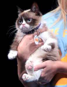 Grumpy Cat: Cat and Internet meme celebrity