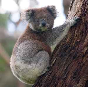 Koala: An arboreal herbivorous marsupial native to Australia.