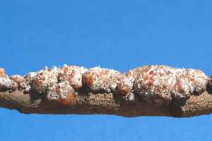 Lac: Resinous secretion of lac insects