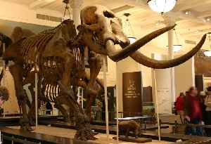Mastodon: Genus of mammals (fossil)