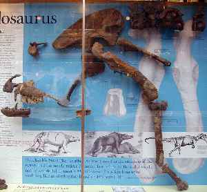 Megalosaurus: Genus of reptiles (fossil)