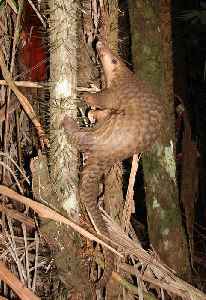 Pangolin: Order of mammals