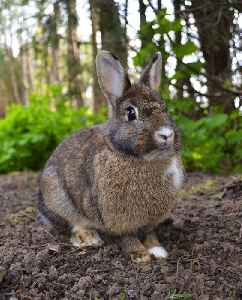 Rabbit: Mammals of the family Leporidae