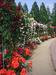 Rose garden: Garden or park which comprises mainly of roses