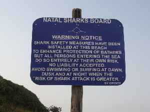 Shark attack: Attack on a human by a shark