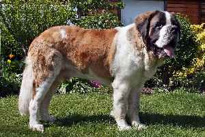 St. Bernard (dog)