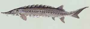Sturgeon