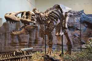 Tyrannosaurus: Large predatory Cretaceous dinosaur