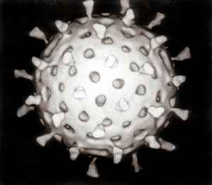 Virus: Small non-cellular infectious agent that only replicates in cells