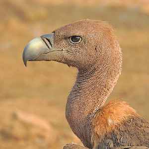 Vulture: Common name for several types of scavenging birds of prey.