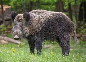Wild boar: Species of mammal