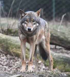Wolf