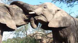 World Elephant Day: