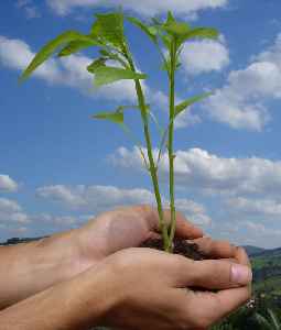 World Environment Day: Day established by the United Nations Environment Programme