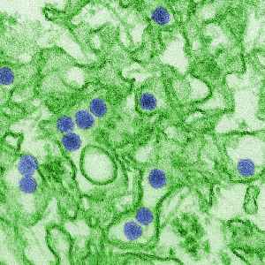 Zika virus: Species of virus