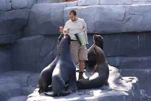 Zookeeper: Person who manages zoo animals