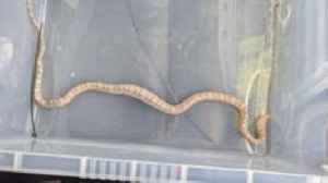 Stray snake found in Greenwich fish and chip shop
