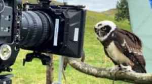Elton the Yorkshire owl to star in Mexican film