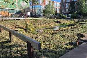 It might look barren at the Green Heart, but there's a good reason for it