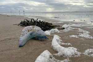 Potentially deadly creatures wash up on Welsh beach