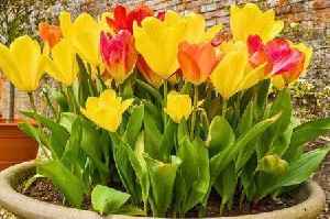 Monty Don's advice to help tulips flower beautifully in the spring