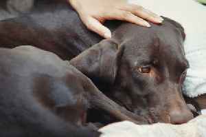 Dog parvovirus symptoms and when to contact your vet immediately