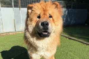 The adorable Welsh rescue dogs in need of homes for 2026