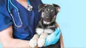 Vets under corporate pressure to increase revenue, BBC told