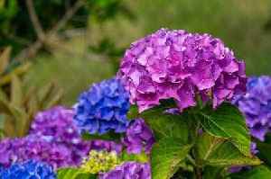 Hydrangeas may fail to bloom if you make these 3 common gardening mistakes