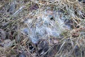 Lawns will be healthier if you remove item that can cause serious damage