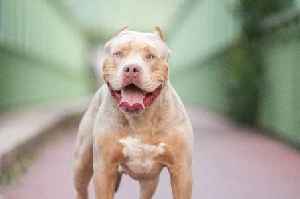 'Dangerous dogs' breed ban change plan update as Government responds