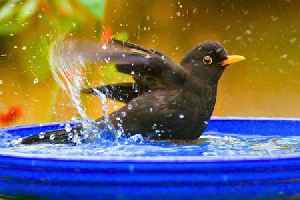 Anyone who owns a birdbath asked to place 1 item in it before February ends