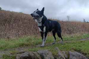 I went on two of the best dog walks in Edinburgh and Glasgow and this is what you need to know