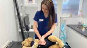 First aid for pets: Not just a walk in the park?