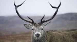 Deer culls credited with improving habitats in north-west Highlands