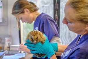 Hedgehog charity opens new £300k 'Hogspital'