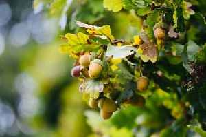 Anyone with oak tree in garden given warning as 'disaster' hits