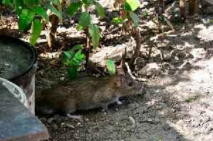 Rats will ’scurry away’ from your garden for good if you sprinkle 1 kitchen item outside
