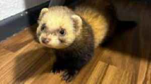 Ferret in police van 'ambush' reunited with owners