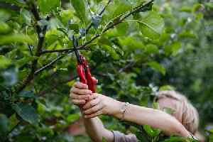 Alan Titchmarsh's top pruning tips to 'encourage flowering' this spring